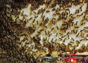 面对日益减少的蜂群，科学家们正在用机器人和智能蜂巢武装蜂王